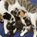 もうすぐ１ヶ月の子猫3匹