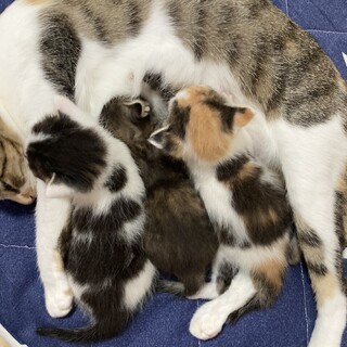 もうすぐ１ヶ月の子猫3匹