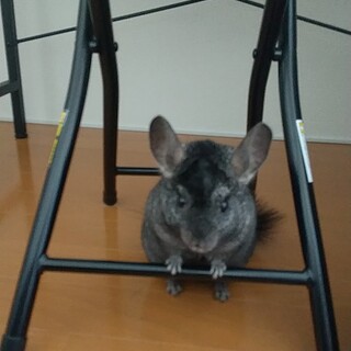 たくさん遊んで可愛がってあげてください