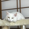セバスチャン