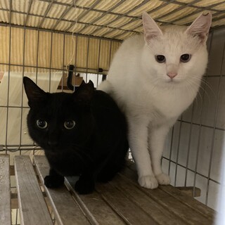 譲渡会9/16〜9/17 リリース前白ちゃん