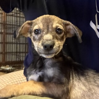 生後約2ヶ月半の子犬里親緊急募集