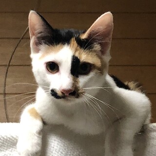 可愛くて聡明なルナちゃん、里親さん募集