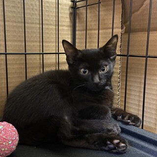 イケメン男子ちっとクールな「ゾロ」