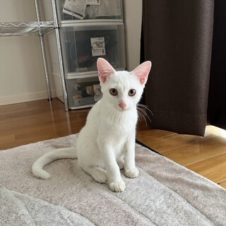 シャム猫風な甘えん坊の白い男の子