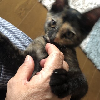サビ子猫。ピトッ　くっつき虫です