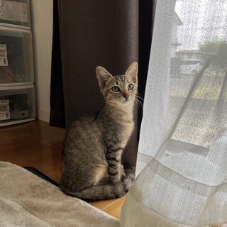 アビシニアン風な女の子