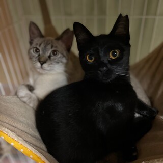 [10/14譲渡会参加]こりん♡ここあ