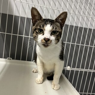 飼主持込☆人馴れ抜群、ずっとのおうち探しています