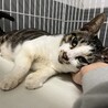 飼主持込☆人馴れ抜群、ずっとのおうち探しています サムネイル2