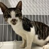 飼主持込☆人馴れ抜群、ずっとのおうち探しています サムネイル3