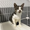 飼主持込☆人馴れ抜群、ずっとのおうち探しています サムネイル4
