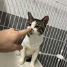 飼主持込☆人馴れ抜群、ずっとのおうち探しています サムネイル5