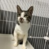 飼主持込☆人馴れ抜群、ずっとのおうち探しています サムネイル6