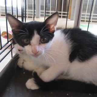 生後2ヵ月　ハチワレの女の子③