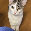 抱っこ大好きあまえんぼう姫♪サクラ