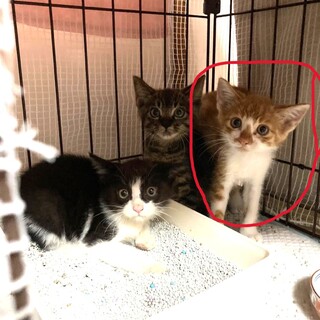 生後３か月のチャ―君可愛い盛りです！