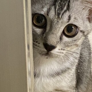 3ヶ月　サバトラ猫　活発な　ハナちゃん