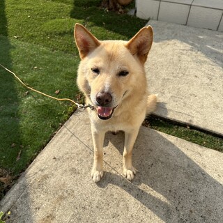 穏やかプーさん４歳16キロ初心高齢OK