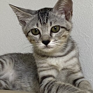 3ヶ月　サバトラ猫　少し怖がり　ひめちゃん