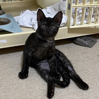 3ヶ月　ブラックスモーク猫　頼もしい兄貴　タイくん