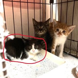 生後3か月のパンダ君。可愛い盛りです！