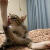 かやぴ
