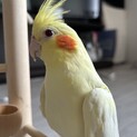 オカメインコ♀