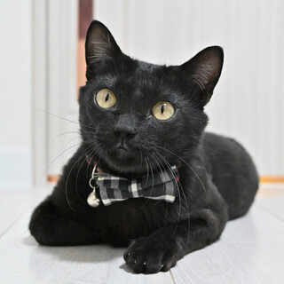 ロデム：甘えん坊でかまってちゃん。