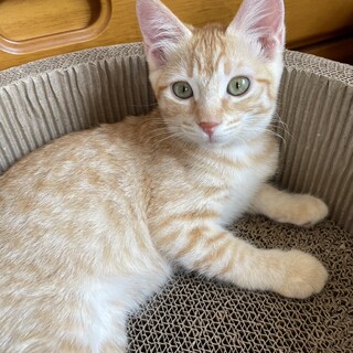  人懐っこい甘えん坊な2匹の子猫