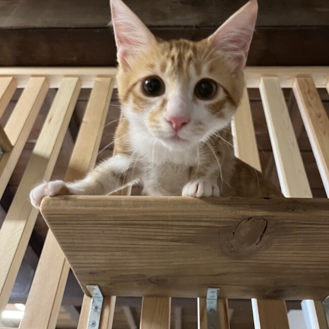 NPO法人　富津ねこネットのカバー写真