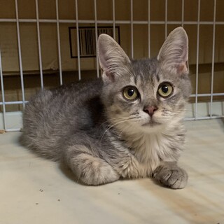 ⑥ポカリ　雄　濃い　サバトラ　3ヶ月　コアラ顔