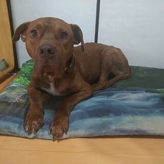 おっとり穏やか、ちょっと気弱なピットブルの男の子