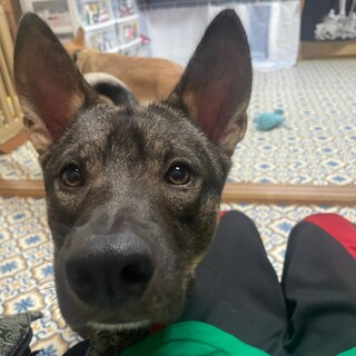 おっとり穏やか、散歩が上手なイッセイ君