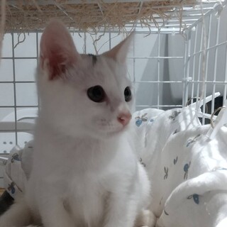 3ヶ月　白猫　おとなしい　ミルクちゃん