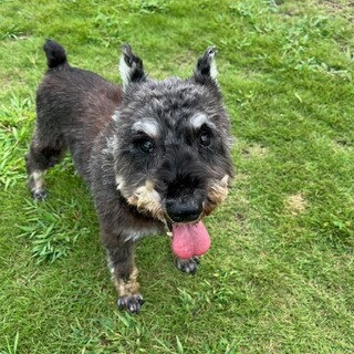 ★シニア部★23-M166　言う事なしのシュナ君