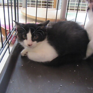 生後2ヵ月　ハチワレの男の子④