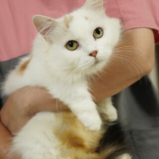 里親様決定致しました。ありがとうございました。