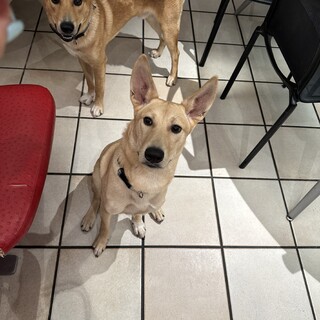 優しくて甘えん坊のアオ君