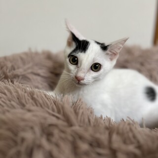 可愛いドット柄♪小柄な男の子