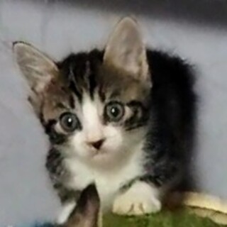 3兄妹次男坊キジ白「うり」