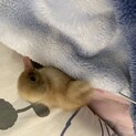 コールダック雛