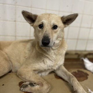 処分対象です。収容期限9/13迄