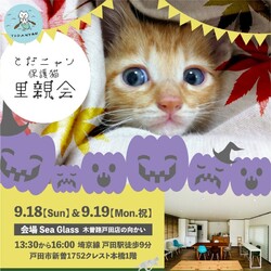 とだニャン保護猫プチ里親会