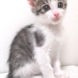 とだニャン保護猫プチ里親会 サムネイル3