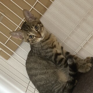 3ヶ月程の子猫ちゃん