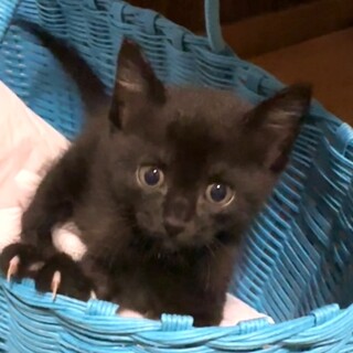 ミャア君・可愛いお顔、元気で甘えん坊です。