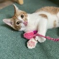 ミニミニコッペちゃん