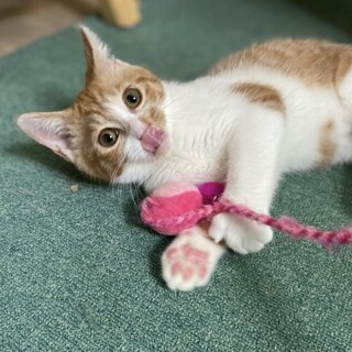 ミニミニコッペちゃん