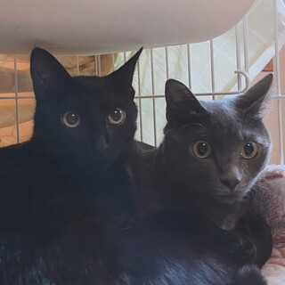 [譲渡会参加]グレ♡ラキ